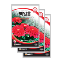 백일홍 씨앗 100립 백일초 종자 zinnia seed, 5개