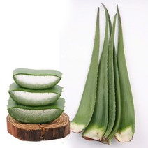 생 알로에 베라 10kg, 단품