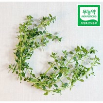 데코용타임 생잎 데코 허브 가니쉬 레몬타임, 50g, 1개