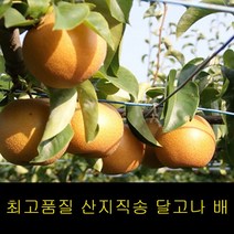 프리미엄 나주배 가정용 3kg 과일배 황금배 먹골배