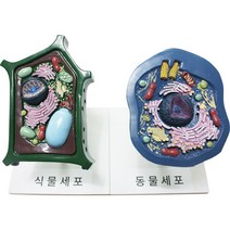 동 식물세포 모형, 식물세포모형