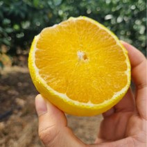 [초록이네] 제주황금향 제주도황금향, 가정용 대과 1kg (2-3과) 실중량