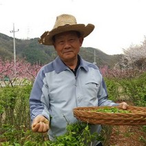 화살나무 홑잎 티백차 천기누설 방영 건강 지킴이 45g