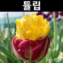 튤립 구근(아이스크림 바나나) 2개/전국노지월동