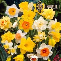 수선화 구근 17종 5구세트 2023년 신상품 나무언니, 줄리아제인(5구세트)
