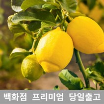 [특등급선별] 레몬 3.5kg 레몬청만들기 레몬효능 레몬나무 레몬차효능 제주레몬 레몬물 레몬녹차 레몬수 유기농레몬 무농약레몬 썬키스트레몬 팬시레몬 레몬다이어트 레몬먹는법 레몬의효능