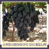 포도나무 묘목 스위트사파이어 (IFG SIX) 대목 S04 접목1년생 뿌리묘 1개
