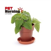 셀러허브 생활리빙 펫모닝 캣닢 화분 재배 세트, 기본
