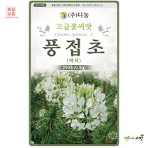 풍접초(백색)씨앗 0.5g 족두리꽃 흰색 풍접초꽃씨 야생화종자 고급훼화