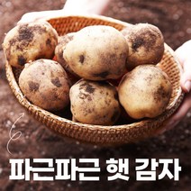 국내산 감자 햇 수미감자 5kg 알감자 찜용 반찬용, 햇감자(대)찜/요리용-5kg