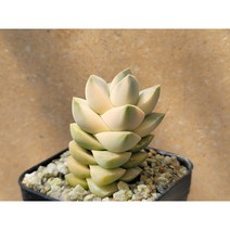 기천금-랜덤 3천원상품 아프리카농장 희귀다육, 1개