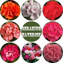 제라늄 메버릭시리즈 컬러선택 종자 씨앗 / 10립, 메버릭 애플블러섬