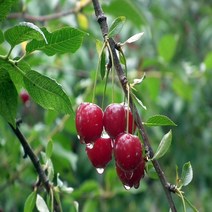 [나무의모든것] 체리나무묘목 접목묘(라핀 나폴레옹 레기나 좌등금 스위트하트), 라핀(자가수정) 접목묘 중묘, 1개