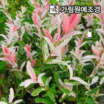 플라밍고 셀릭스 삼색버드나무 가림원예조경, 플라밍고 셀릭스 삽목2년 특묘(5개세트)