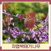 박태기나무 묘목 자엽박태기 접목2년생 뿌리 특묘 3개