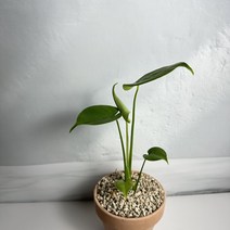 몬스테라 델리시오사 실내 공기정화식물 인테리어화분 플랜테리어 키우기 쉬운 반려식물, 한국 화이트 + 검정화산석, 1개