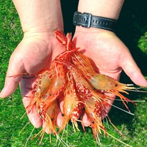 [한손수산]독도새우 꽃새우 닭새우 도화새우 (500g / 1kg 생 새우회 냉동), (일반형) 독도 활 꽃새우 500g