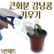 LYC/큰화분 강낭콩 기르기 키우기 5인/식물 관찰 교과서제품