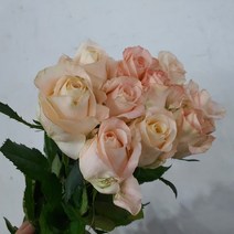 장미 - 하젤 / 고속터미널꽃시장 꽃도매 서리풀플라워