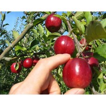 사과나무 알프스오토메 성목 R4 분 (N0031)