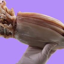 국내산 반건조 오징어 구룡포 피데기 10마리, 소(750g), 10개