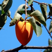 세종식물원 대봉감나무 상묘 10주묶음