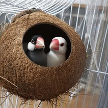 호랑이 앵무새 코코넛 껍질 새 둥지 앵무새 둥지 새 둥지 앵무새 번식 상자 진주 코코넛 껍질 새 둥지 야외 짚 둥지, 하나, 초대형7.5Cm오프닝14-16직경(Unpolished)