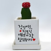 상견례선물 캘리그라피 컬러 미니화분 - 예쁘게 잘 살겠습니다, 핑크, 와이드화분(+18000원), 뒷면인쇄선택(+5000)