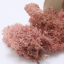 앨리플라워 프리저브드 소량 판매 드라이플라워 디퓨져만들기, 7-01모스 핑크