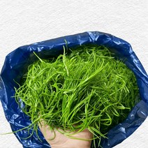비금도 세발나물 갯나물 4kg, 세발나물 4kg