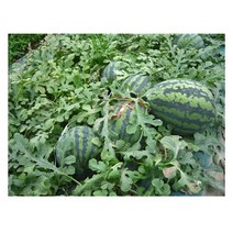 참좋은 수박7kg 맛있는 고당도 선별한 수박