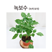 녹보수 실내공기정화식물 식물키우기 인테리어 화분 녹보수 녹색보석