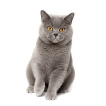 차량용 냉장고 미니 냉온장고 캠핑용 온장고 3Ratels CM29 사랑스러운 고양이 페르시아 Birman Bombay 영국, 09 CM29-9_05 50cm( 19.7inch)