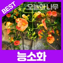 합리적 가격의 우수한 능소화나무묘목 포트묘(5치포트)1-3년생, 능소화 포트 2년생