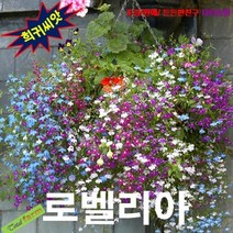 (희귀씨앗) 로벨리아 혼합 25립, 1개