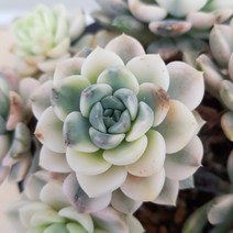 [용이네 화원] 꽃처럼 예쁜 다육이 팅커벨금 220 화원 농원