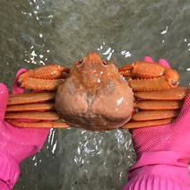 [울진홍게] 먼 바다조업 울진 후포 박달홍게 2kg(자숙 5-6마리)