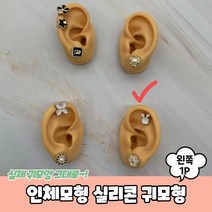 인체모형 실리콘 귀모형 왼쪽