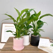 [1+1 SET] NASA선정 최고의 반려식물 키우기쉬운 공기정화식물 스파티필름 도자기 화분 SET, 도자기 화분 블랙(13cm), [선택 안함]
