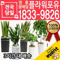 개업축하화분배달 금전수 돈나무 산세베리아 극락조 뱅갈고무나무 해피트리 행운목 녹보수 크로톤 스투키 개업식 개업선물 집들이 거실화분, (선택53)에니시다(봄)