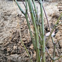 [모든원예조경] 벌나무묘목 (산청목) 실생1년생 특묘 약용수, 1개