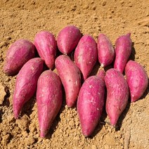 해남 무안 황토고구마 3kg 5kg 10kg, 10kg [한입]고구마