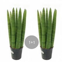 트리앤 1+1 스투키/ 본쉘 스투키 공기정화 식물, 01. 1+1 일자형 20cm 7촉이상 1개