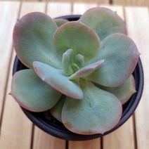 백봉 키우기 쉬운 거실 실내 다육 랜덤1-30, 단품, 1개