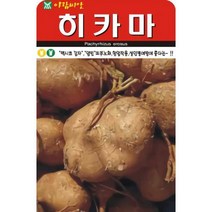 멕시코 감자 얌빈 피부노화 항암작용 성인병 예방에 좋다는 히카마 씨앗 20립