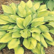 세종식물원 호스타 골든스텐다드 무늬비비추 숙근 19cm화분