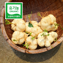 유기농 함평 히카마 5kg 10kg 소과6kg