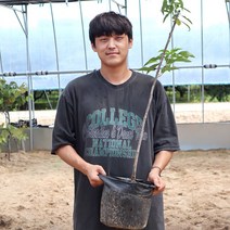 라핀체리나무 묘목 접목2년생 3년생 포트묘 자가수정 유실수 정원수, 1개