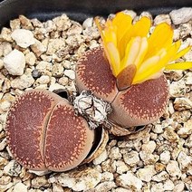 분홍 아우캠피에 리톱스 꽃 키우기 탈피 다육이240