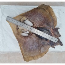 반 건조 홍어 1마리(국내산) 어부랑 농부랑[윤영수산], 1마리